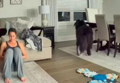 Észreveszi a kutya, hogy veszélyben van a macska: amit ezután tesz, lenyűgöző