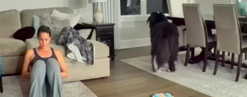 Észreveszi a kutya, hogy veszélyben van a macska: amit ezután tesz, lenyűgöző