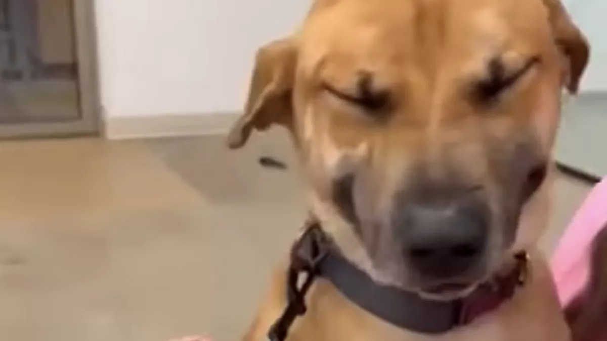 Végre örökbe fogadják a kutyát és képtelen abbahagyni a nevetést