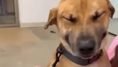 Végre örökbe fogadják a kutyát és képtelen abbahagyni a nevetést