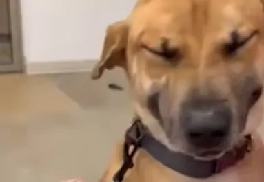 Végre örökbe fogadják a kutyát és képtelen abbahagyni a nevetést