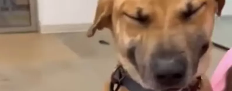 Végre örökbe fogadják a kutyát és képtelen abbahagyni a nevetést