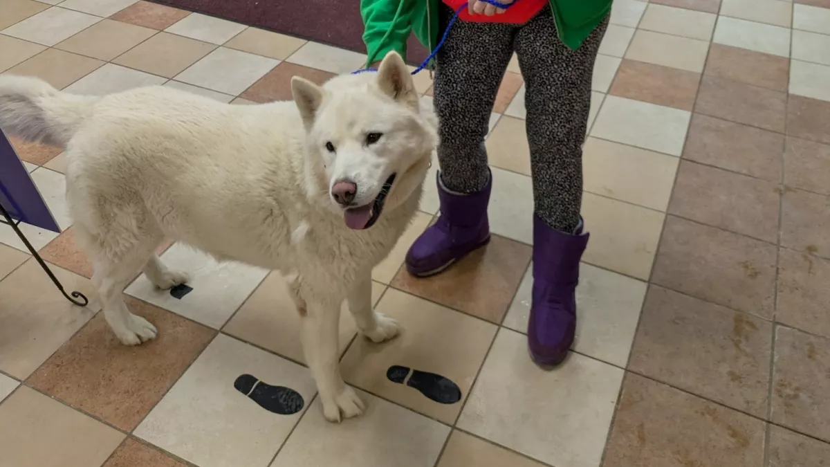 Leolvasták a kutya chipjét a menhelyen: aztán elállt mindenki lélegzete