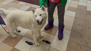 Leolvasták a kutya chipjét a menhelyen: aztán elállt mindenki lélegzete