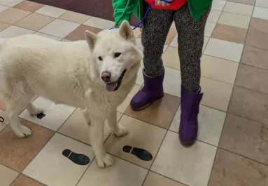 Leolvasták a kutya chipjét a menhelyen: aztán elállt mindenki lélegzete