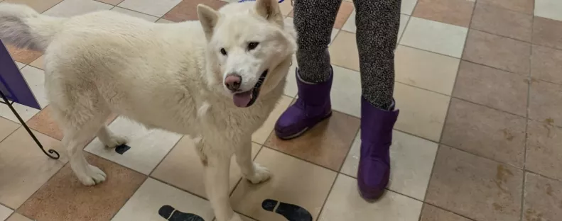 Leolvasták a kutya chipjét a menhelyen: aztán elállt mindenki lélegzete