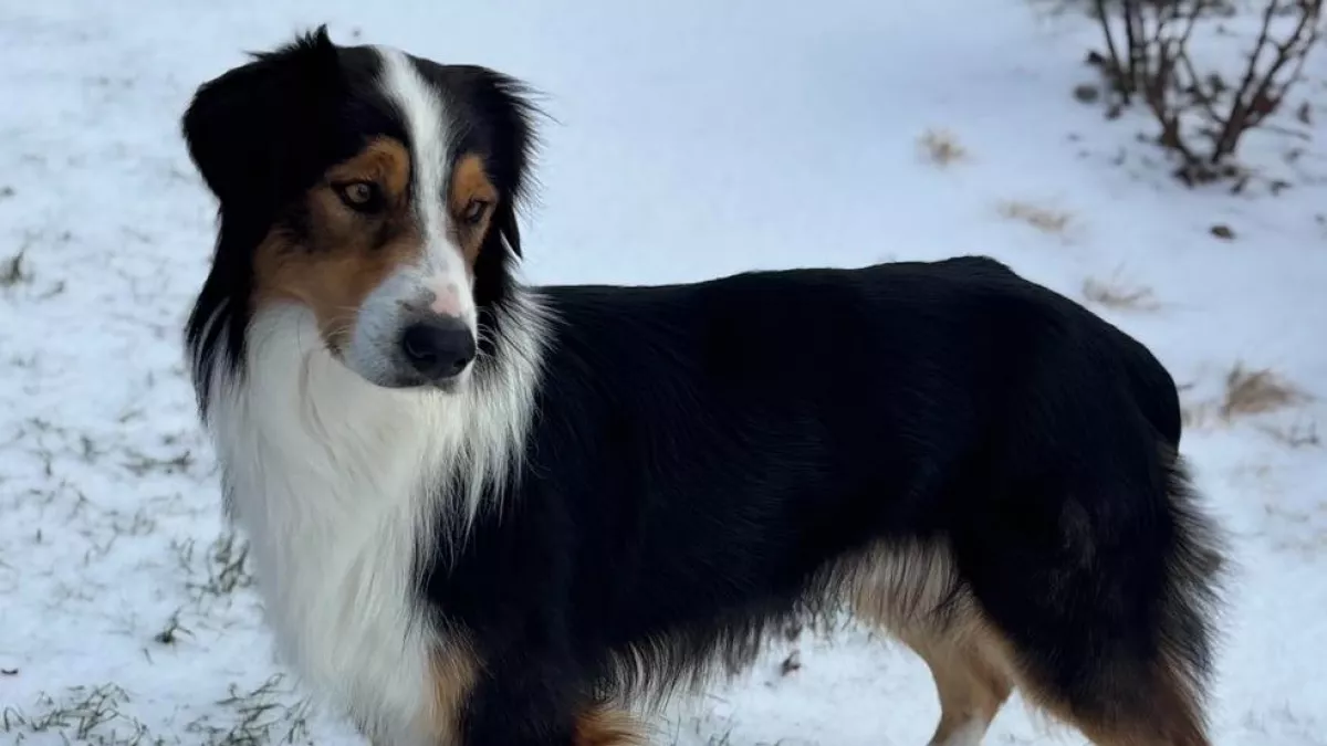 Megmentik a nők a kóbor kutyát: amikor ellenőrzik a mikrochipjét, megszakad a szívük