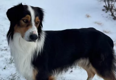 Megmentik a nők a kóbor kutyát: amikor ellenőrzik a mikrochipjét, megszakad a szívük