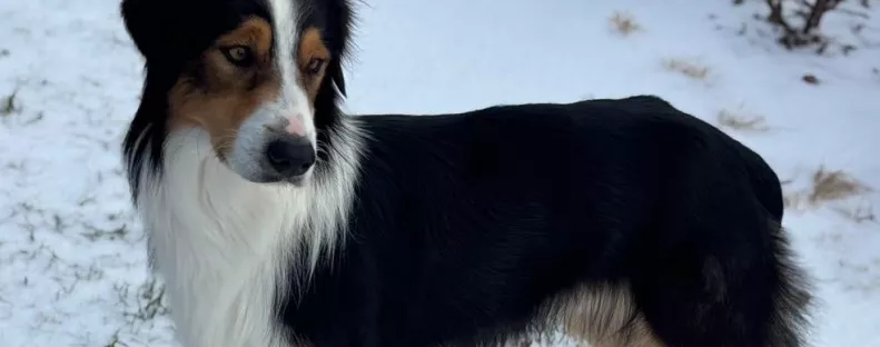 Megmentik a nők a kóbor kutyát: amikor ellenőrzik a mikrochipjét, megszakad a szívük