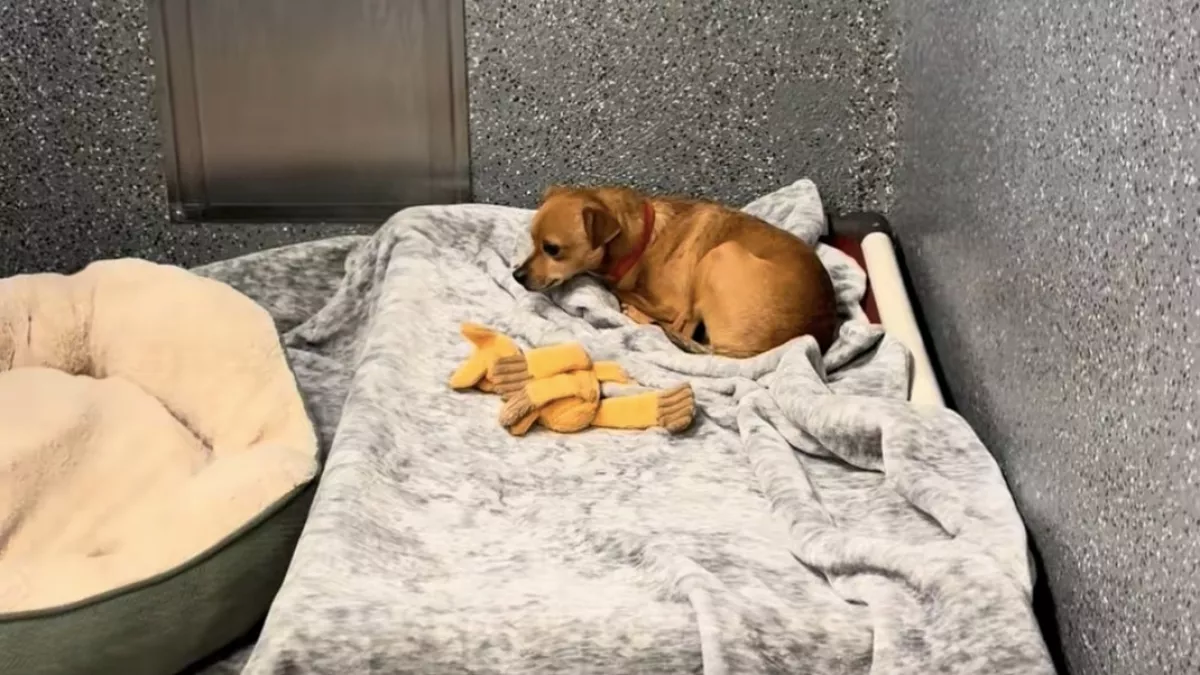 Örökbe fogadták a kutya testvéreit, a reakciója szívszaggató