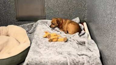 Örökbe fogadták a kutya testvéreit, a reakciója szívszaggató