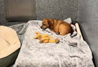 Örökbe fogadták a kutya testvéreit, a reakciója szívszaggató