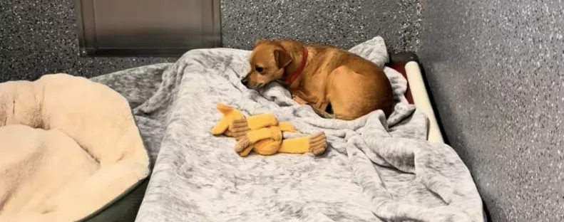 Örökbe fogadták a kutya testvéreit, a reakciója szívszaggató