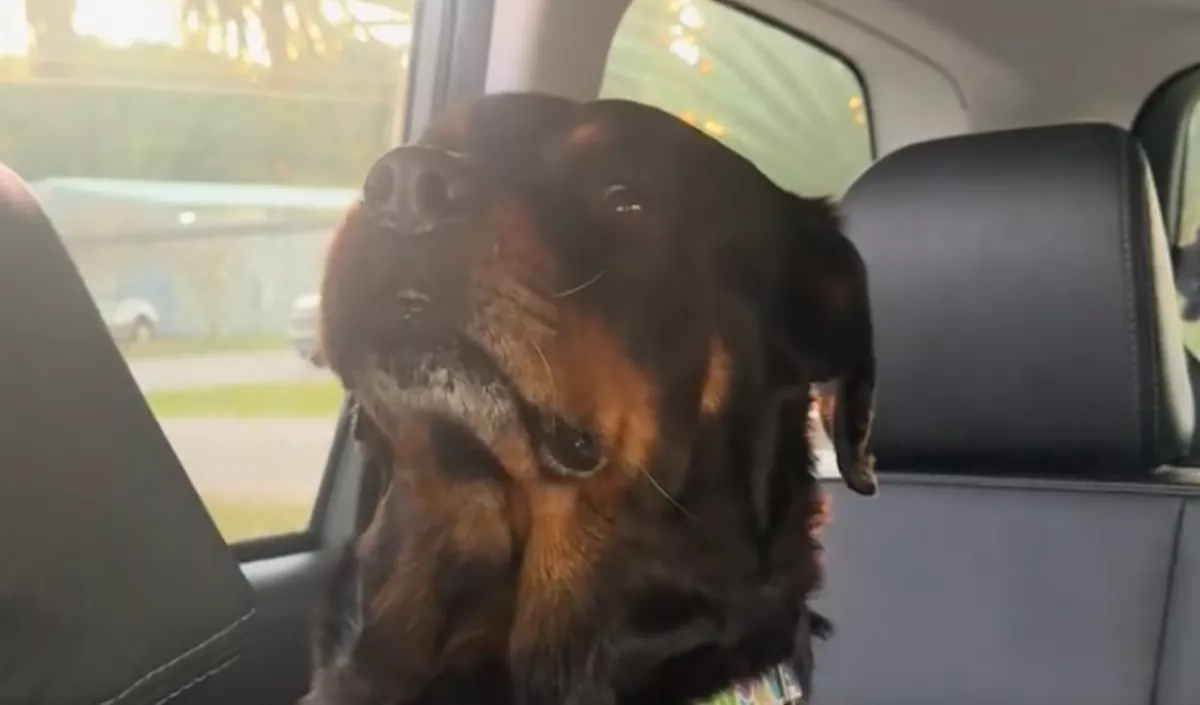 Visszaviszi Emma a kutyát a menhelyre: a reakciója szívszorító