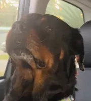 Visszaviszi Emma a kutyát a menhelyre: a reakciója szívszorító