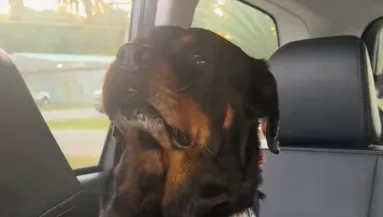 Visszaviszi Emma a kutyát a menhelyre: a reakciója szívszorító