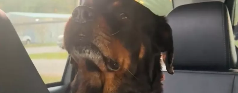 Visszaviszi Emma a kutyát a menhelyre: a reakciója szívszorító