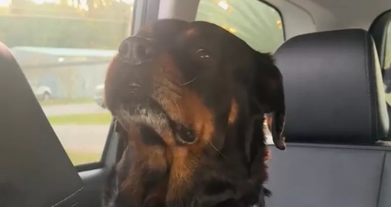 Visszaviszi Emma a kutyát a menhelyre: a reakciója szívszorító