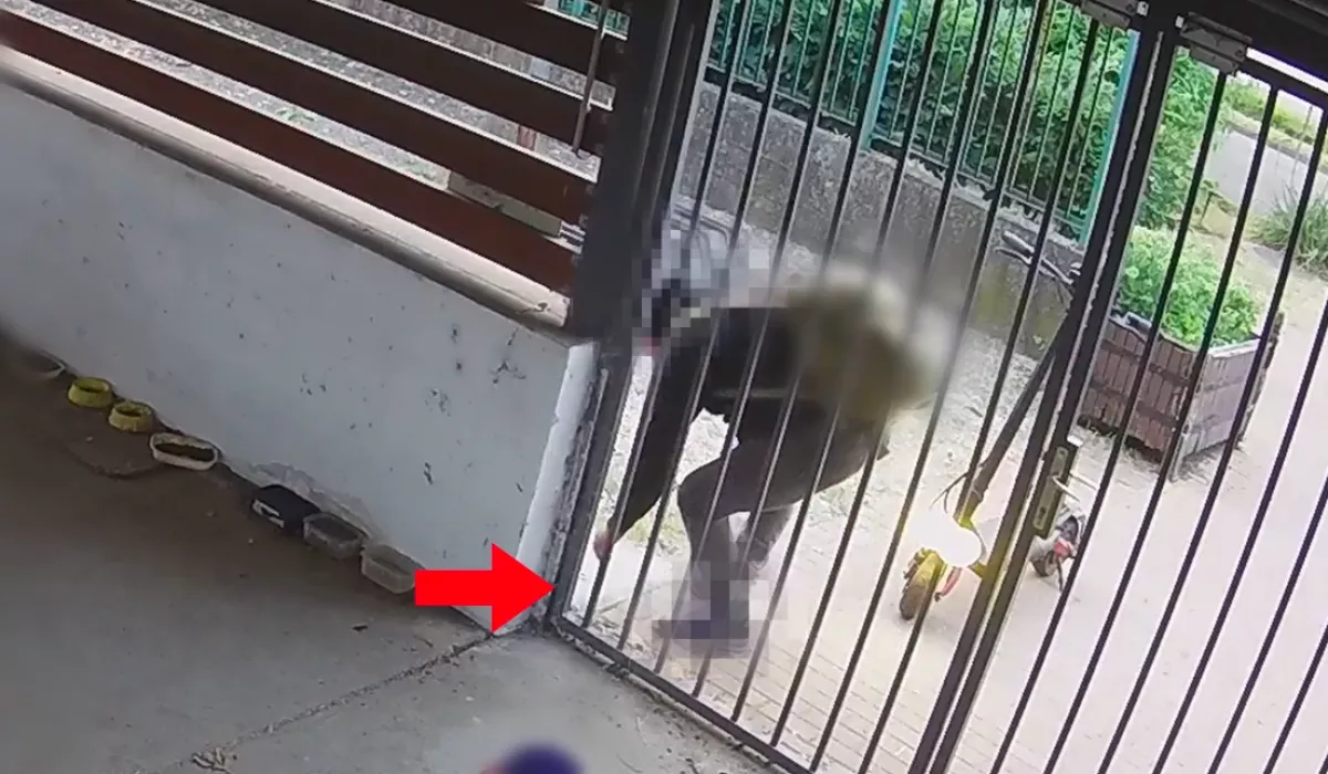 Drága arany fülbevalót talált a munkahelye előtt a szegedi férfi: bíróság elé állítják miatta