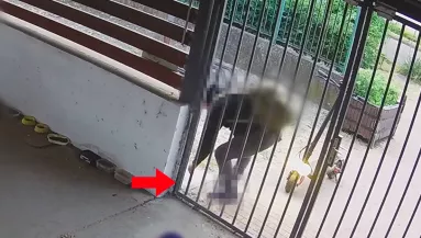 Drága arany fülbevalót talált a munkahelye előtt a szegedi férfi: bíróság elé állítják miatta