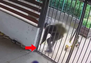 Drága aranyfülbevalót talált a munkahelye előtt a szegedi férfi: bíróság elé állítják miatta