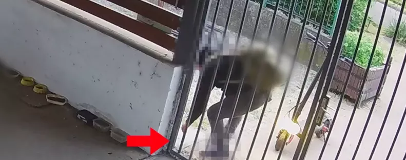 Drága aranyfülbevalót talált a munkahelye előtt a szegedi férfi: bíróság elé állítják miatta