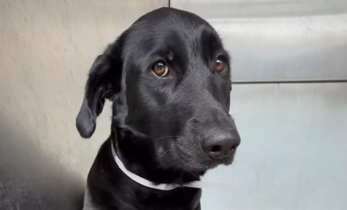 Rettegett a kutya, amikor menhelyre adták: a kétszavas magyarázatuk szívfacsaró