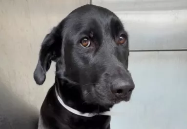 Rettegett a kutya, amikor menhelyre adták: a kétszavas magyarázatuk szívfacsaró