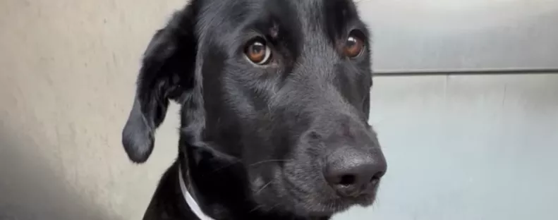 Rettegett a kutya, amikor menhelyre adták: a kétszavas magyarázatuk szívfacsaró