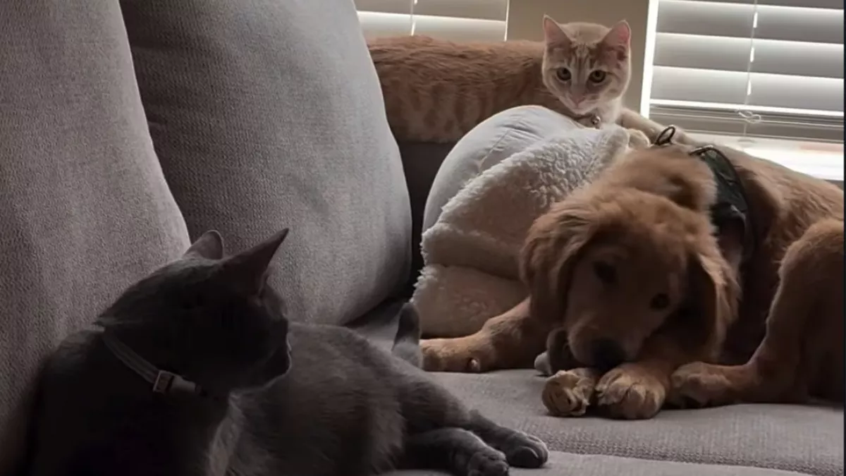 Cicák között nőtt fel a golden retriever: íme a döbbenetes végeredmény