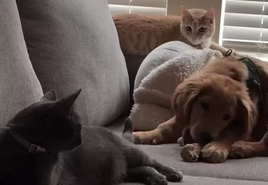 Cicák között nőtt fel a golden retriever: íme a döbbenetes végeredmény