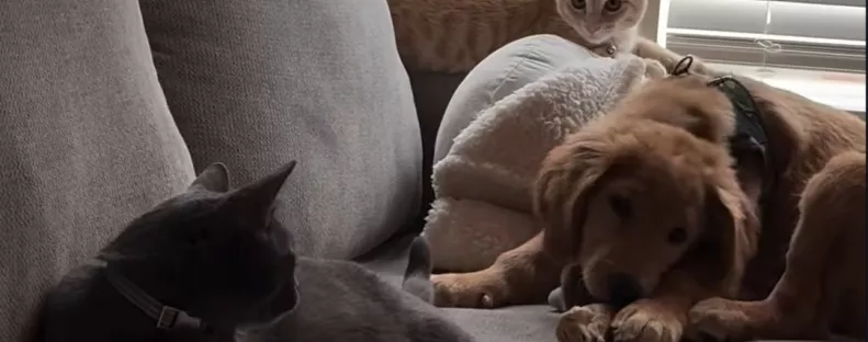 Cicák között nőtt fel a golden retriever: íme a döbbenetes végeredmény