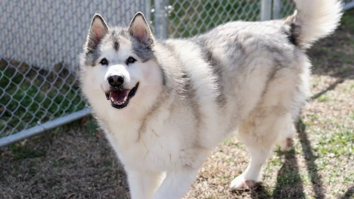 Öt év után kerül elő a kutya: amikor a megmentők felhívják a gazdáit, elakad a szavuk