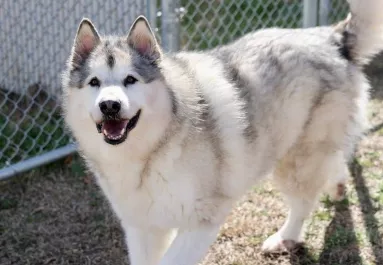 Öt év után kerül elő a kutya: amikor a megmentők felhívják a gazdáit, elakad a szavuk