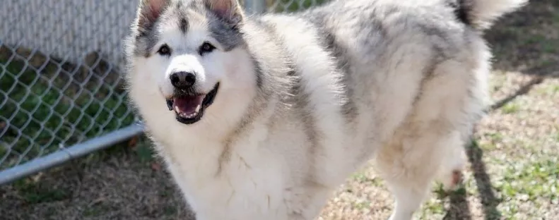 Öt év után kerül elő a kutya: amikor a megmentők felhívják a gazdáit, elakad a szavuk