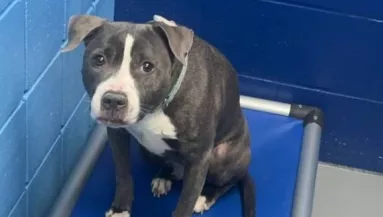 Egy idegen udvarra tették be a kutyát: a mellé tett üzenet szívfacsaró