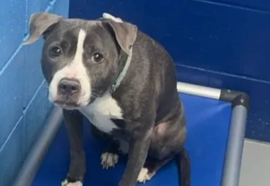 Egy idegen udvarra tették be a kutyát: a mellé tett üzenet szívfacsaró