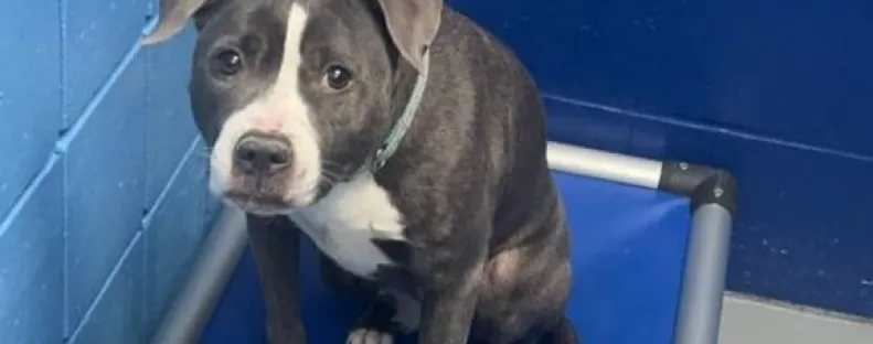 Egy idegen udvarra tették be a kutyát: a mellé tett üzenet szívfacsaró