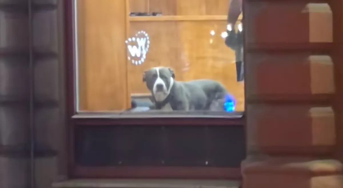 Öt percre hagyta a kutyát a fodrászatban a gazdi: a reakciója milliók szívét töri össze