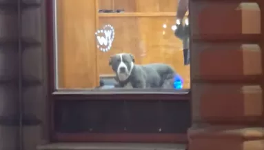 Öt percre hagyta a kutyát a fodrászatban a gazdi: a reakciója milliók szívét töri össze