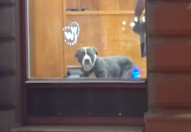 Öt percre hagyta a kutyát a fodrászatban a gazdi: a reakciója milliók szívét töri össze