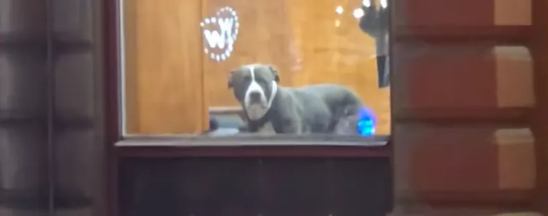 Öt percre hagyta a kutyát a fodrászatban a gazdi: a reakciója milliók szívét töri össze