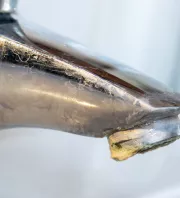 A legmakacsabb vízkövet is lemarja a csaptelepről ez a filléres, vegyszermentes szer