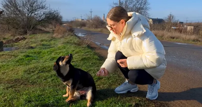 Furcsán ül a kutya az út szélén: amikor a nő közelebb megy, megszakad a szíve