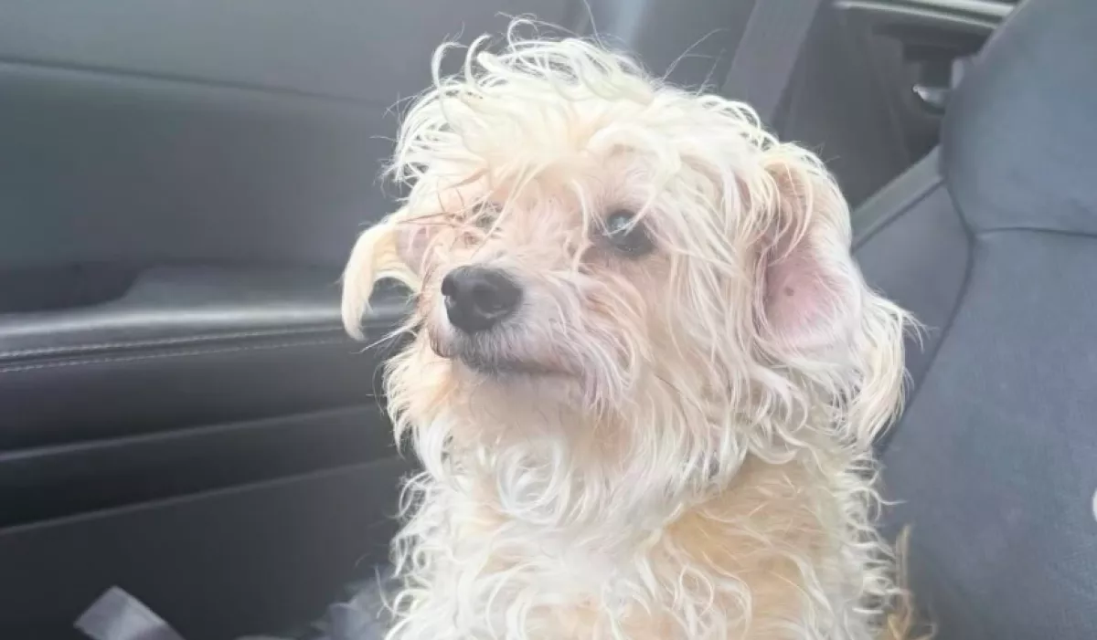 Kozmetikába megy a kutya: a gazdi drámai előtte-utána fotót oszt meg