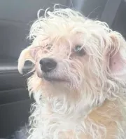 Kozmetikába megy a kutya: a gazdi drámai előtte-utána fotót oszt meg