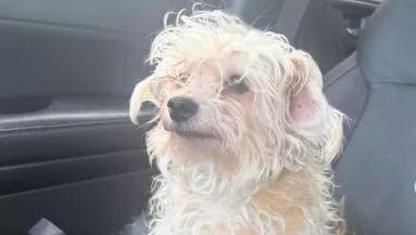 Kozmetikába megy a kutya: a gazdi drámai előtte-utána fotót oszt meg