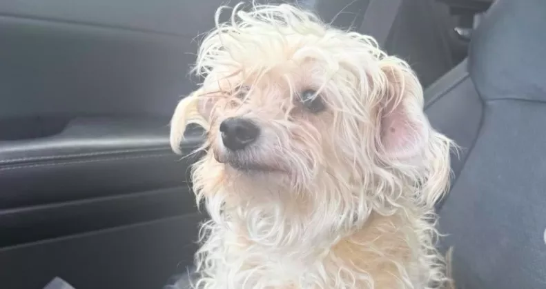 Kozmetikába megy a kutya: a gazdi drámai előtte-utána fotót oszt meg