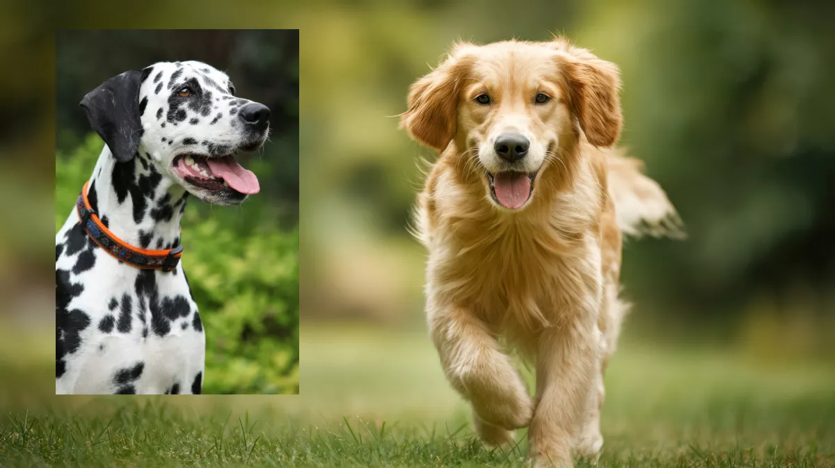 Teherbe ejtette a dalmatát a golden retriever: ezek a kölykök születtek