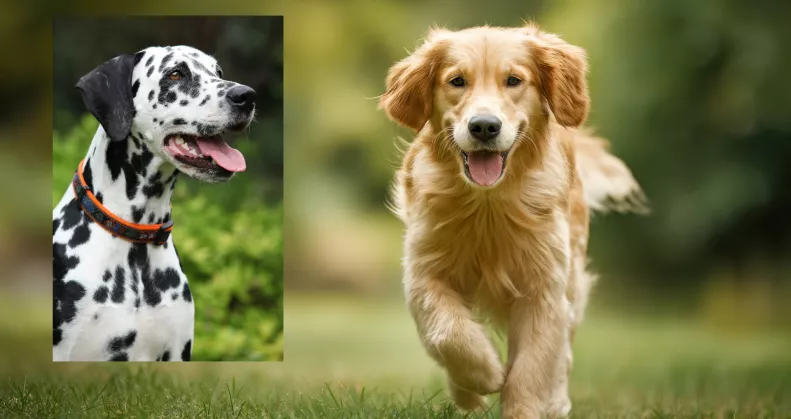 Teherbe ejtette a dalmatát a golden retriever: ezek a kölykök születtek